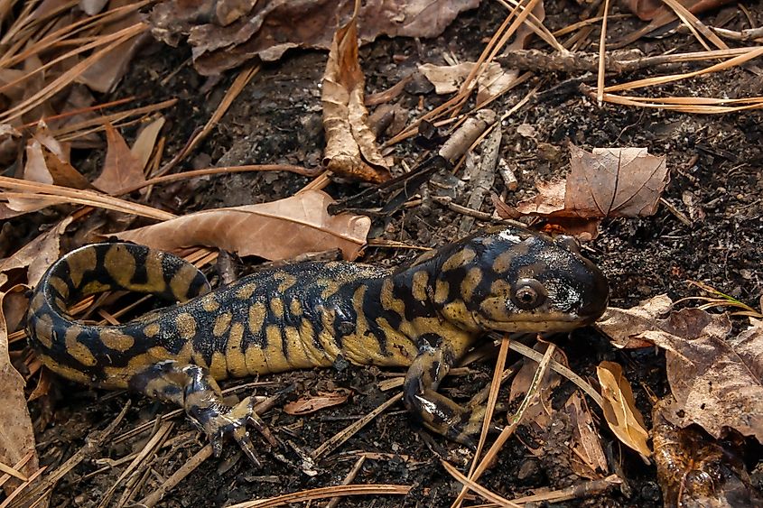 An eastern tiger salamander (Ambystoma tigrinum)