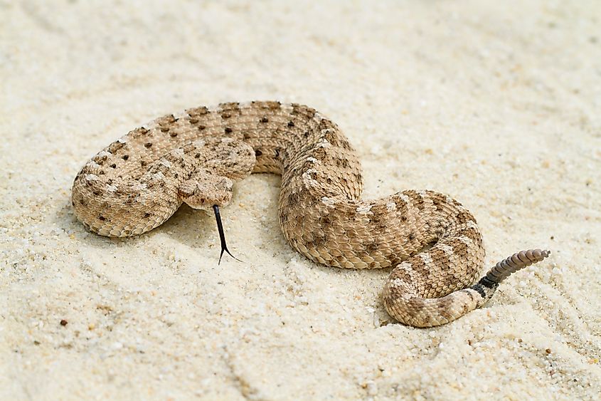 Venomous Sidewinder Rattlesnake (Crotalus cerastes) Credit: Mark_Kostich via Shutterstock