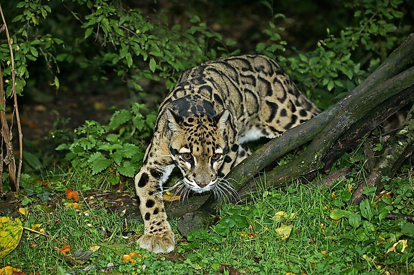 Clouded leopard, Neofelis nebulosa