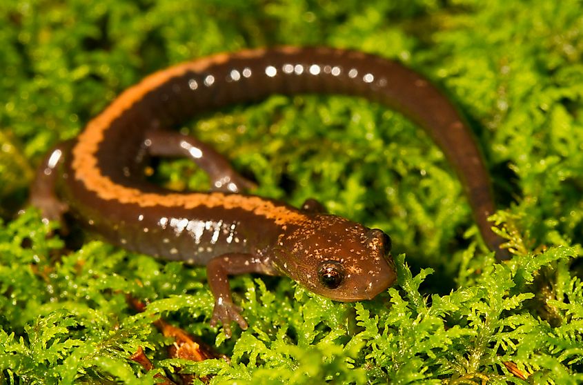 A Shenandoah salamander (Plethodon shenandoah)