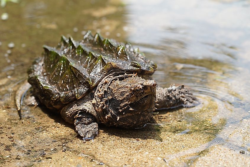An alligator snapping turtle (Macrochelys temminckii)