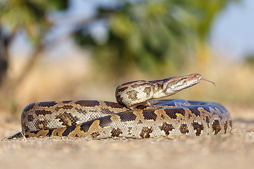 An Indian python (Python molurus)