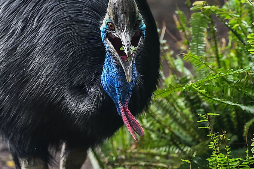 A southern cassowary in rainforest.