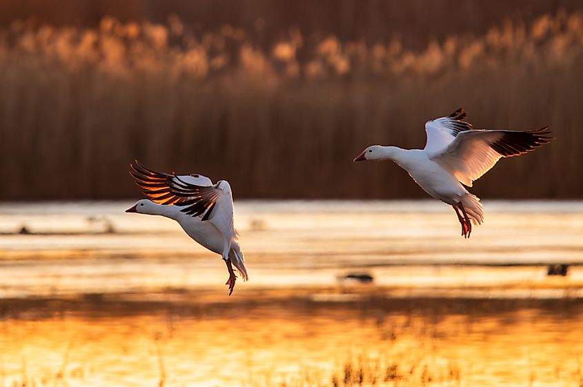 A pair of flying snow geese