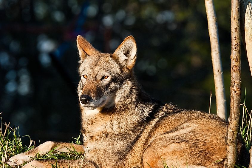 A red wolf (Canis rufus)