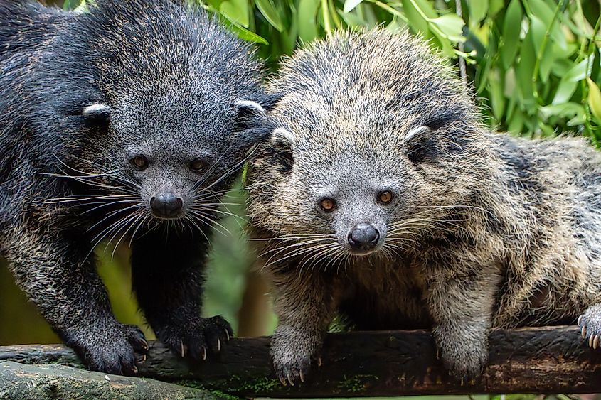 A pair of binturongs on a tree branch