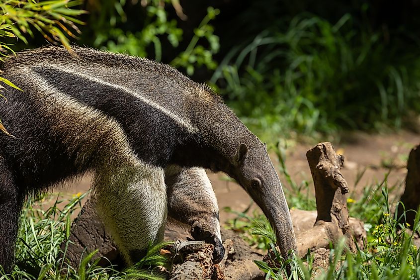 A giant anteater (Myrmecophaga tridactyla)