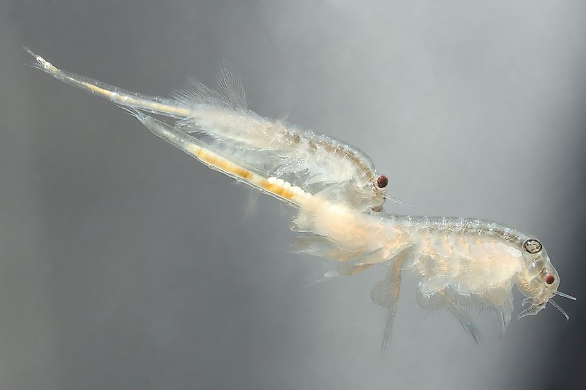Newly hatched brine shrimp