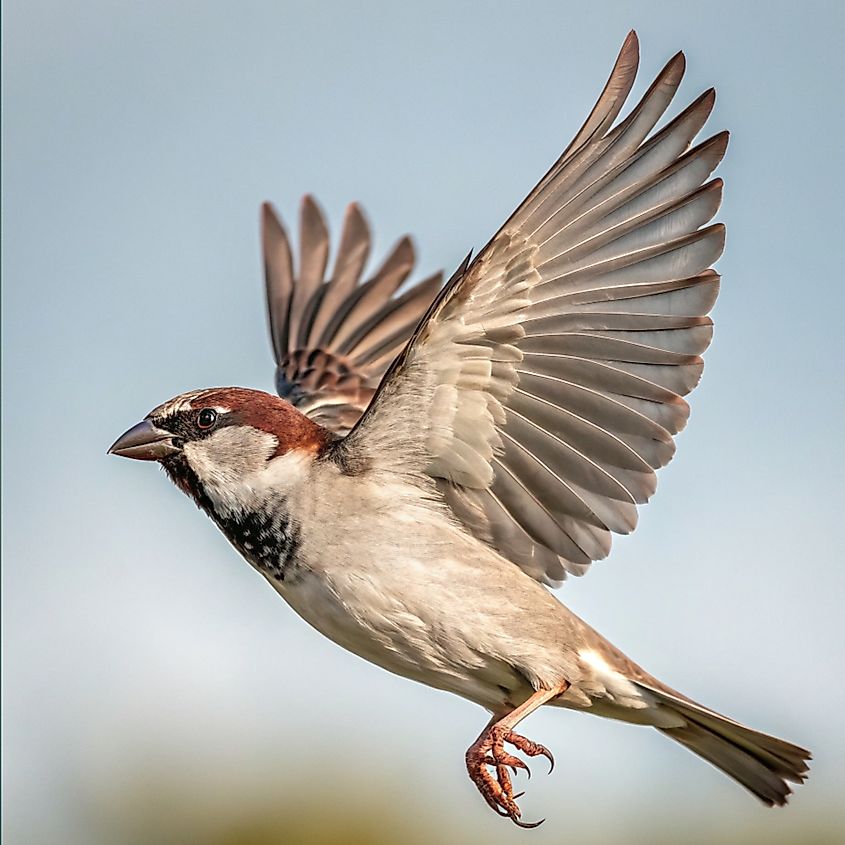 A house sparrow gathering dog hair for its nest in spring.