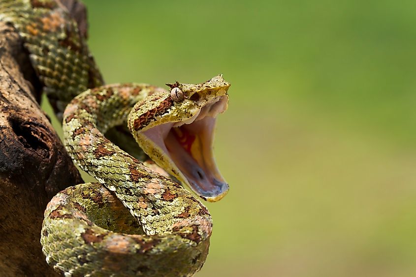 An eyelash viper (Bothriechis schlegelii)