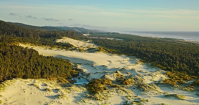 A view of the treetops and sand dunes near Florence, Oregon