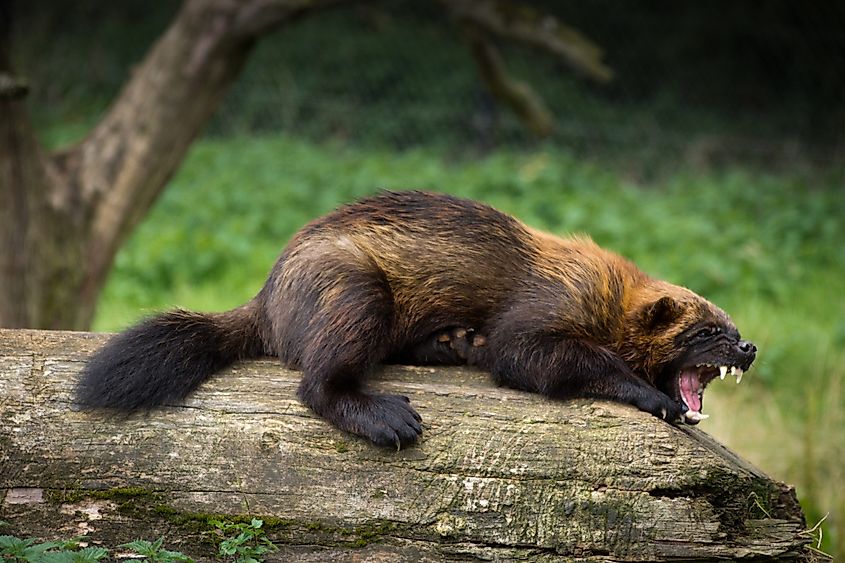 A wolverine (Gulo gulo)