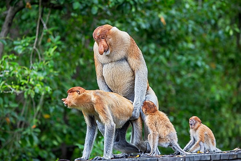 Proboscis monkeys mating while their infants watch