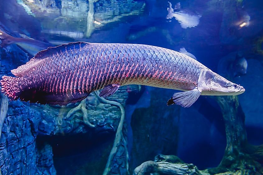 An arapaima fish.