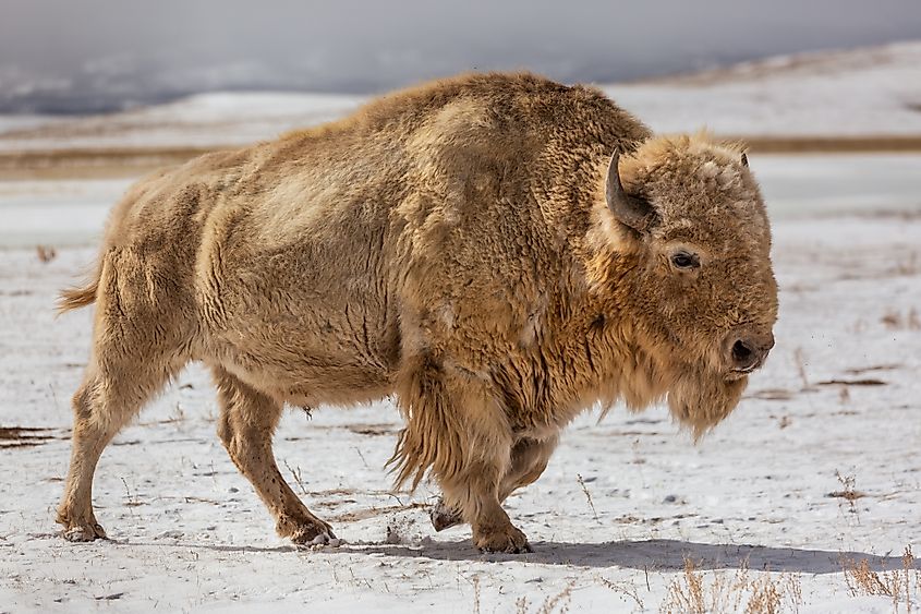 An albino bison