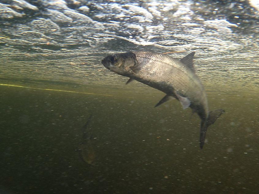 Coregonus huntsmani - Atlantic Whitefish. Species of fish.