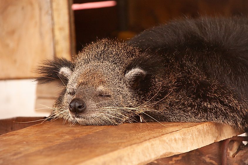 A napping binturong (Arctictis binturong)