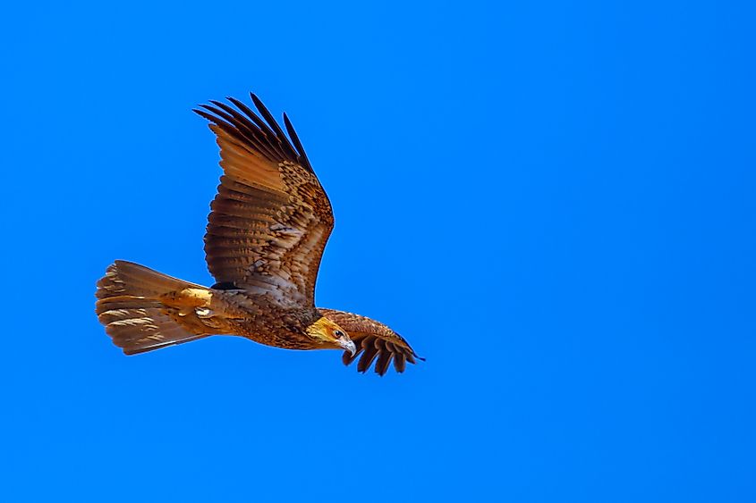 A wedge-tailed eagle, Australia's largest bird of prey.
