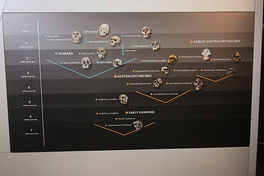 Natural History Museum Evolutionary timeline of human ancestors 
