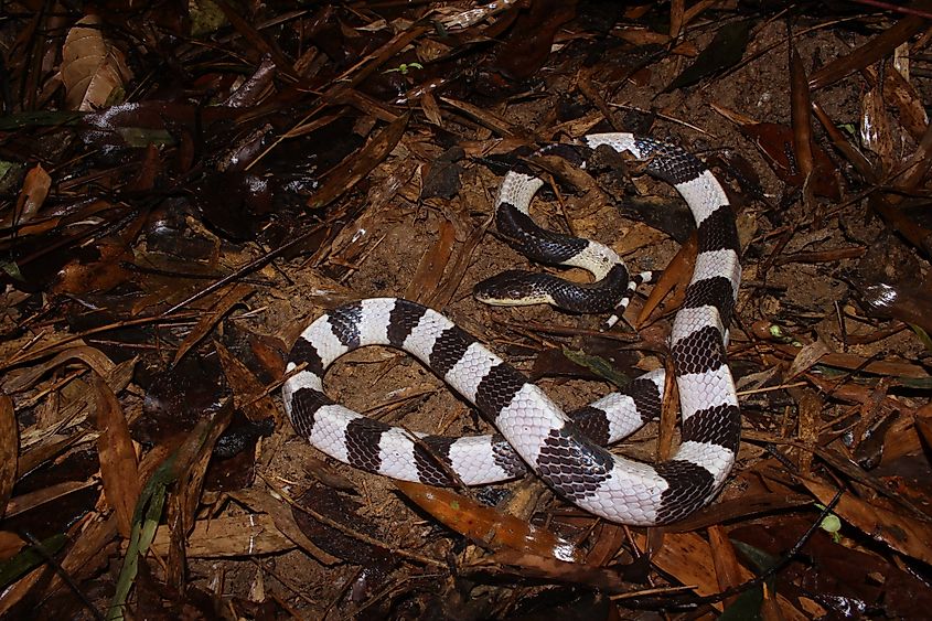 A Malayan blue krait (Bungarus candidus) 