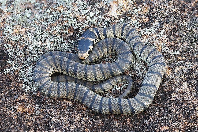 A juvenile eastern brown snake
