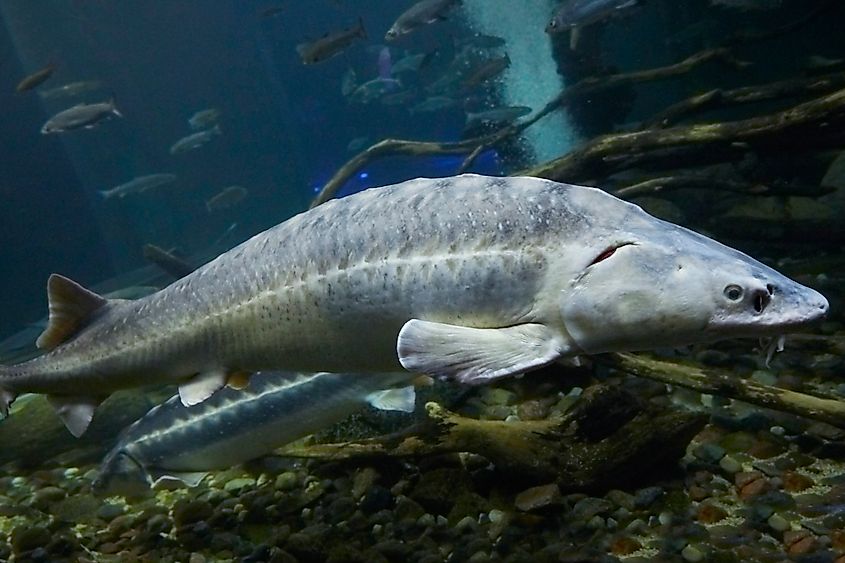 A shortnose sturgeon swimming in an aquarium.