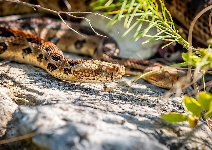 A Timber Rattlesnake