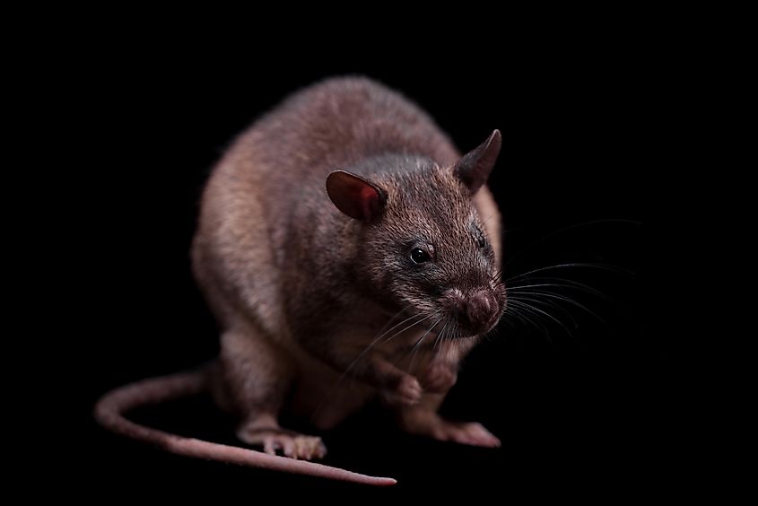 An African giant pouched rat.