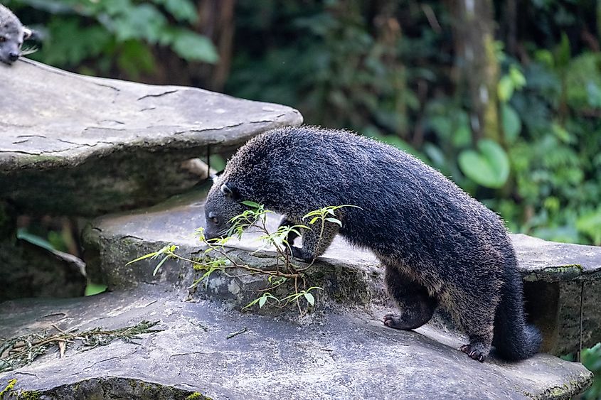 A binturong (Arctictis binturong)
