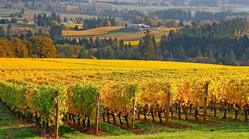 A view of a vineyard in Willamette Valley