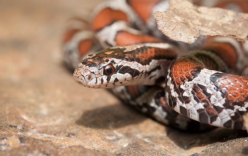 Juvenile Eastern Milk snake head. Via Shutterstock / Mike Wilhelm.