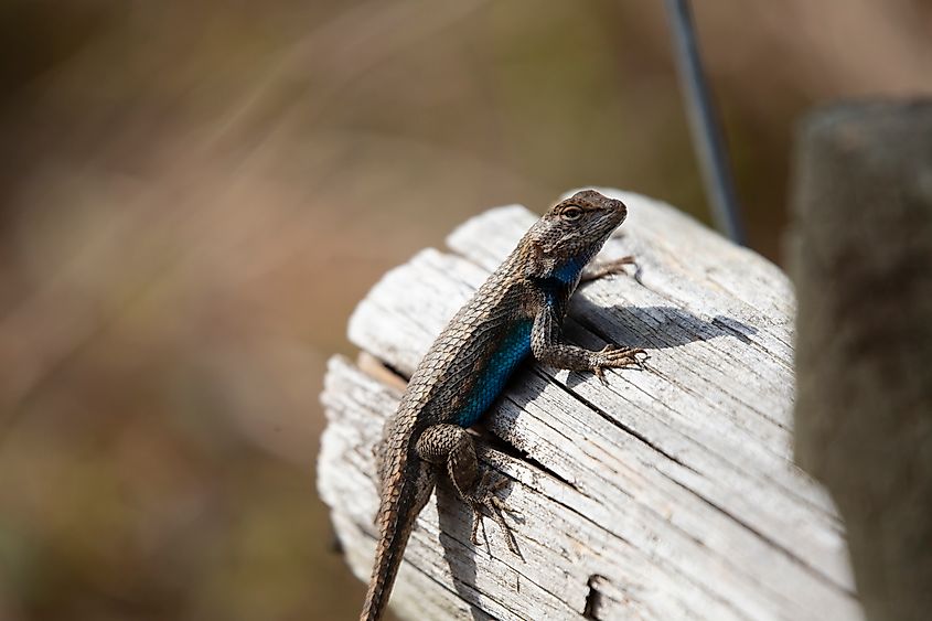 An eastern fence lizard (Sceloporus consobrinus)