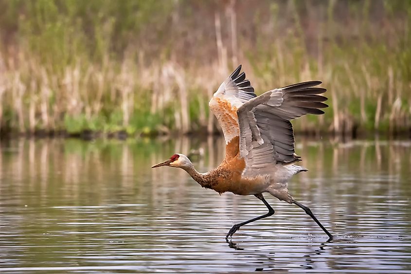 A sandhill crane (Antigone canadensis)