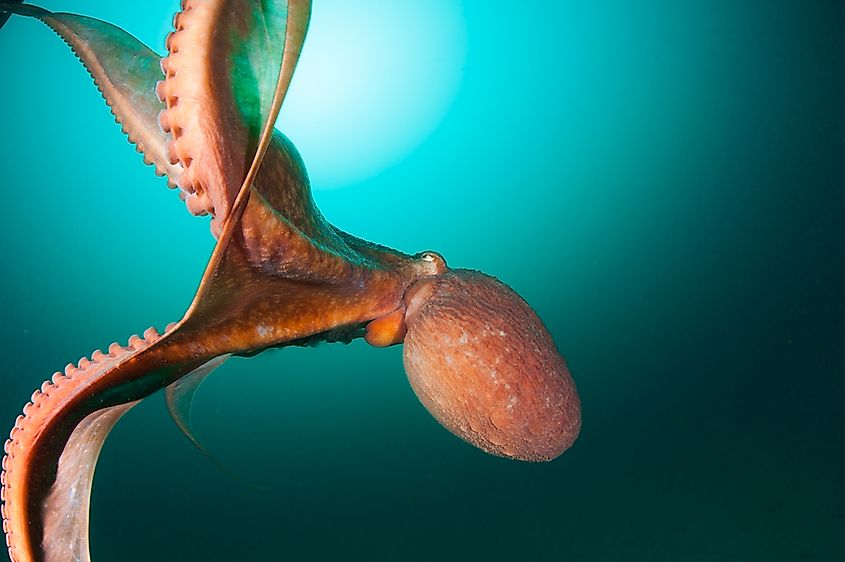 An illustration of a giant squid.