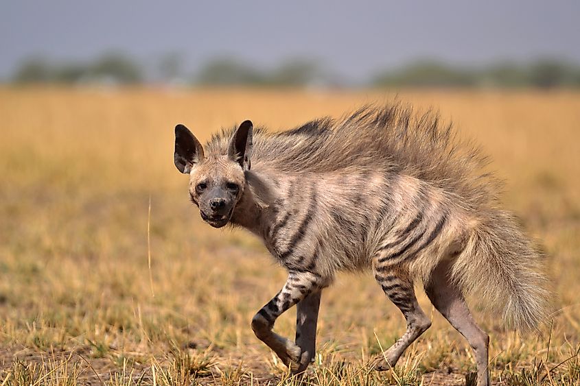 A striped hyena (Hyaena hyaena)