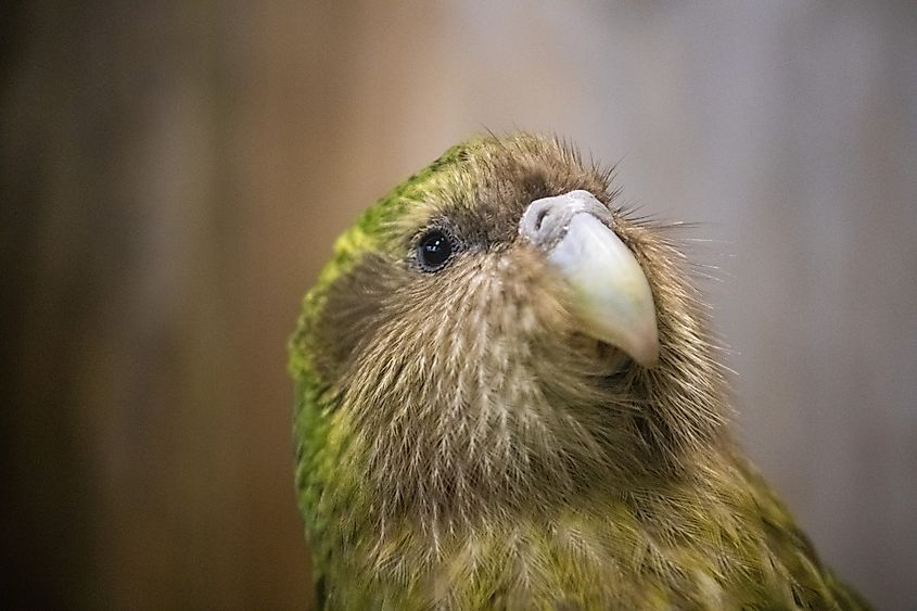 A kakapo (Strigops habroptilus)