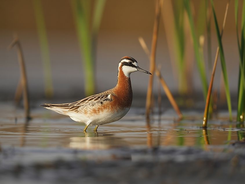 A Wilson's phalarope (Phalaropus tricolor)