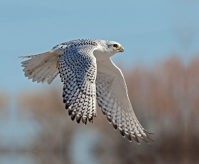 A gyrfalcon taking to the sky