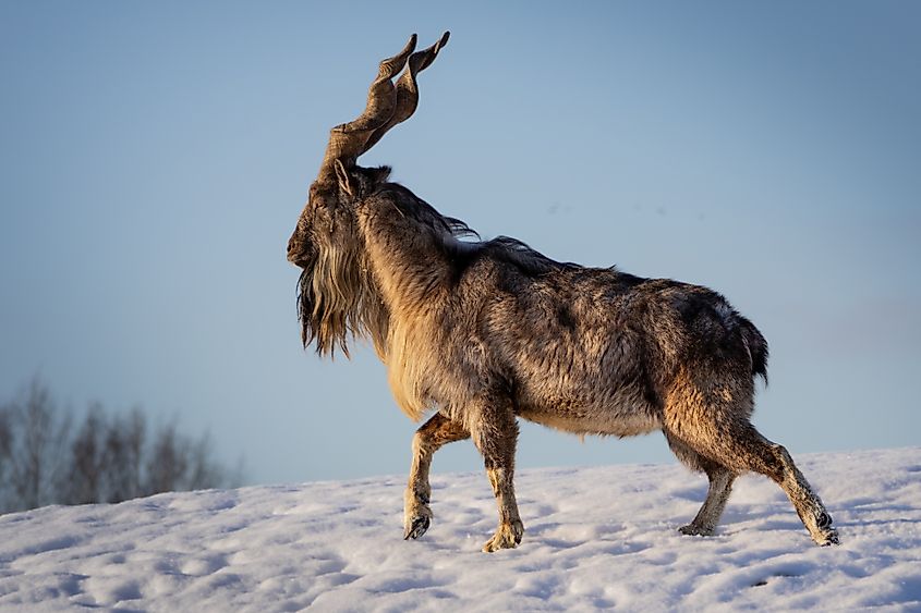 A Turkmenian markhor (Capra falconeri heptneri)