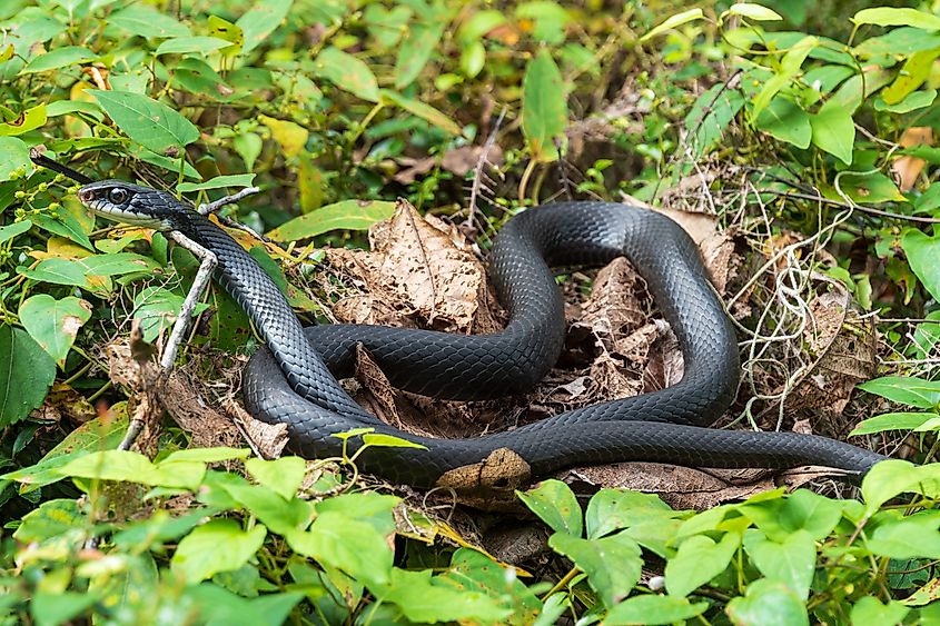 A southern black racer snake slithering through leaves.