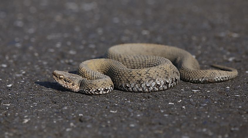 A mamushi (Gloydius blomhoffii)