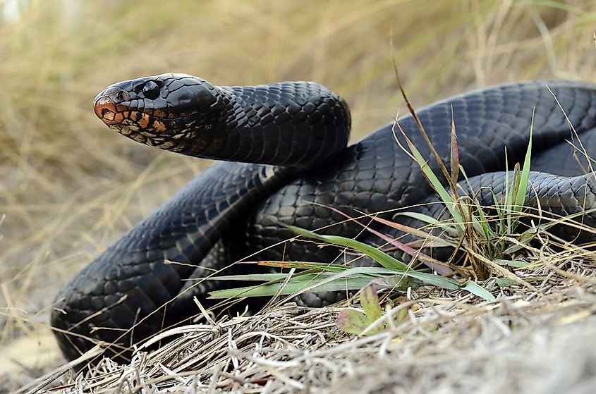 Eastern indigo snake (Drymarchon couperi)