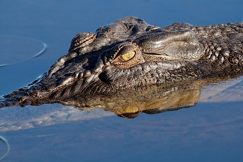 Saltwater crocodile in Kakadu National Park, Australia.