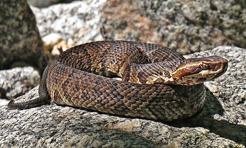 A cottonmouth (Agkistrodon piscivorus)