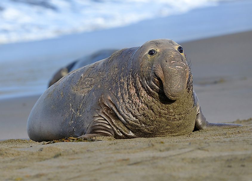 An elephant seal on a Pacific beach.