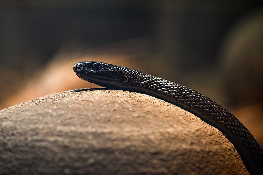 An Inland taipan crawling on a rock