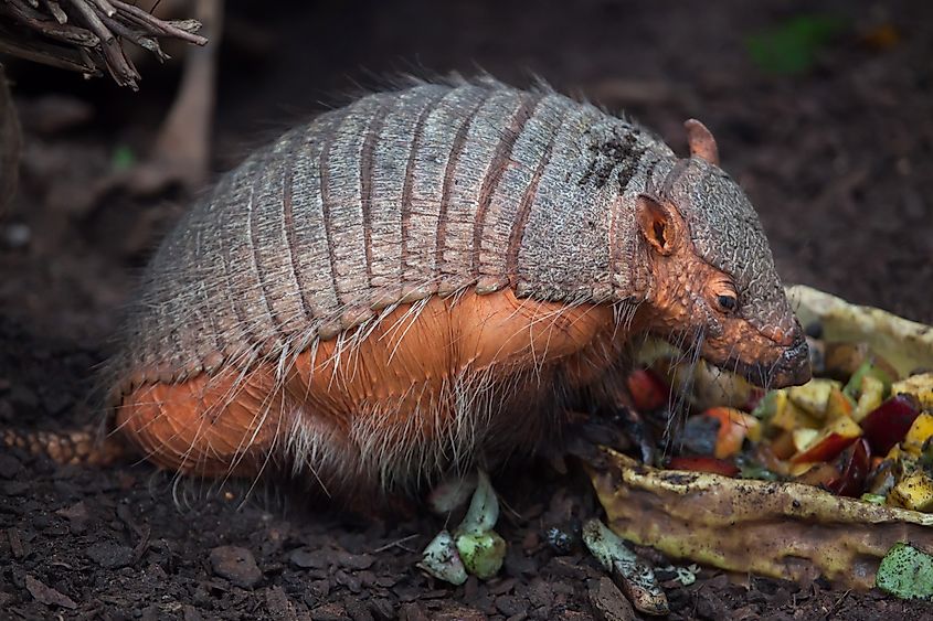 An armadillo
