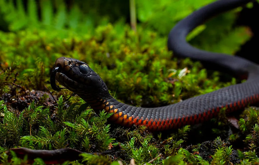 A red-bellied snake (Pseudechis porphyriacus)