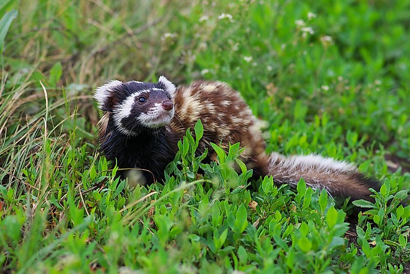 A marbled polecat (Vormela peregusna)