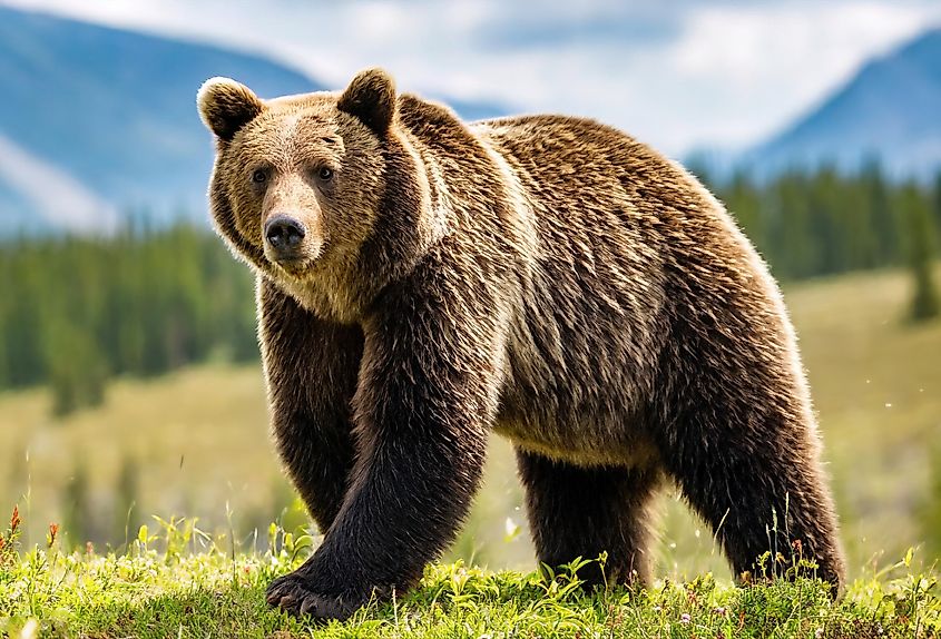 Grizzly or North American brown bear (Ursus arctos horribilis) walking through a grass meadow.